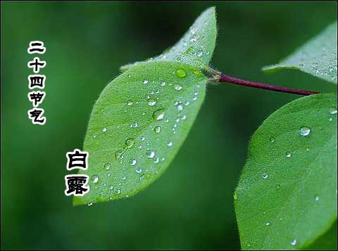 白露节气的由来